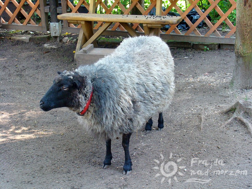 Małe ZOO