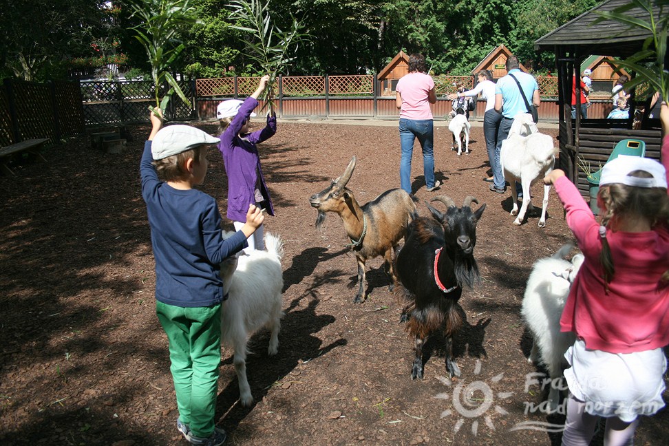 Małe ZOO