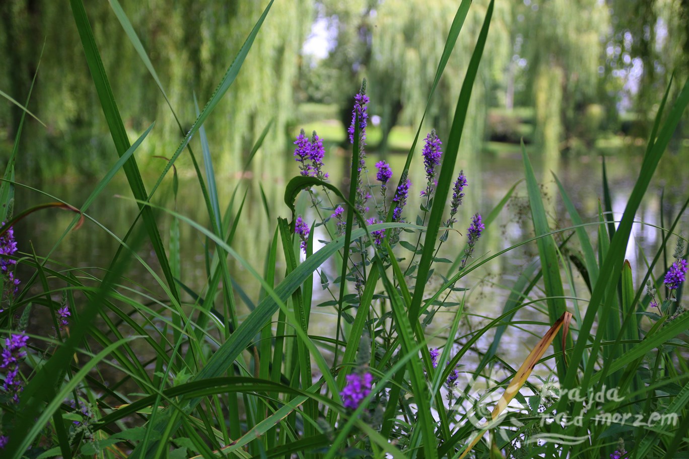 Park Oruński