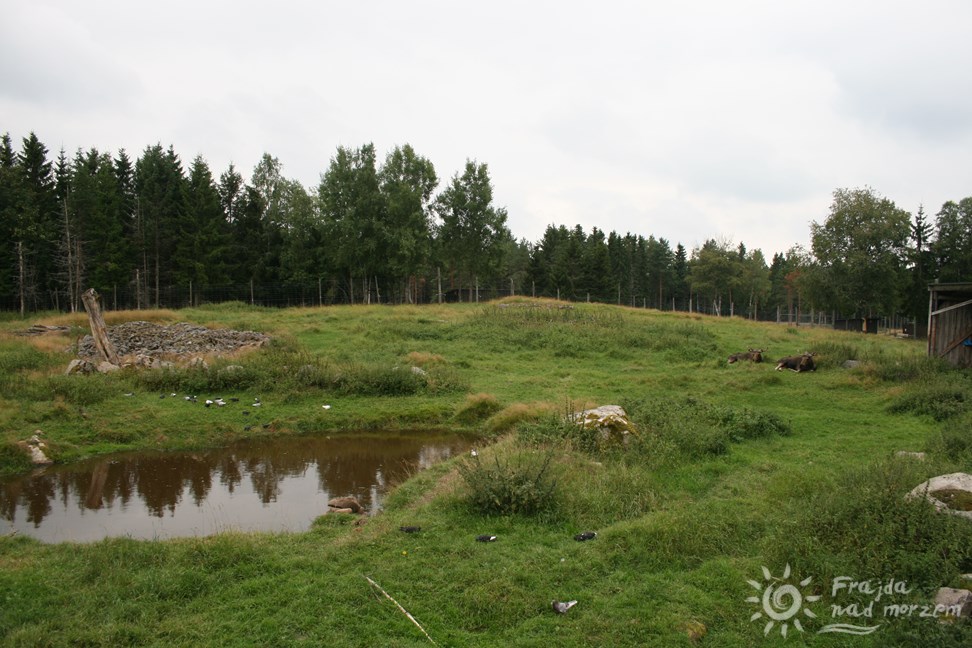 Park łosi