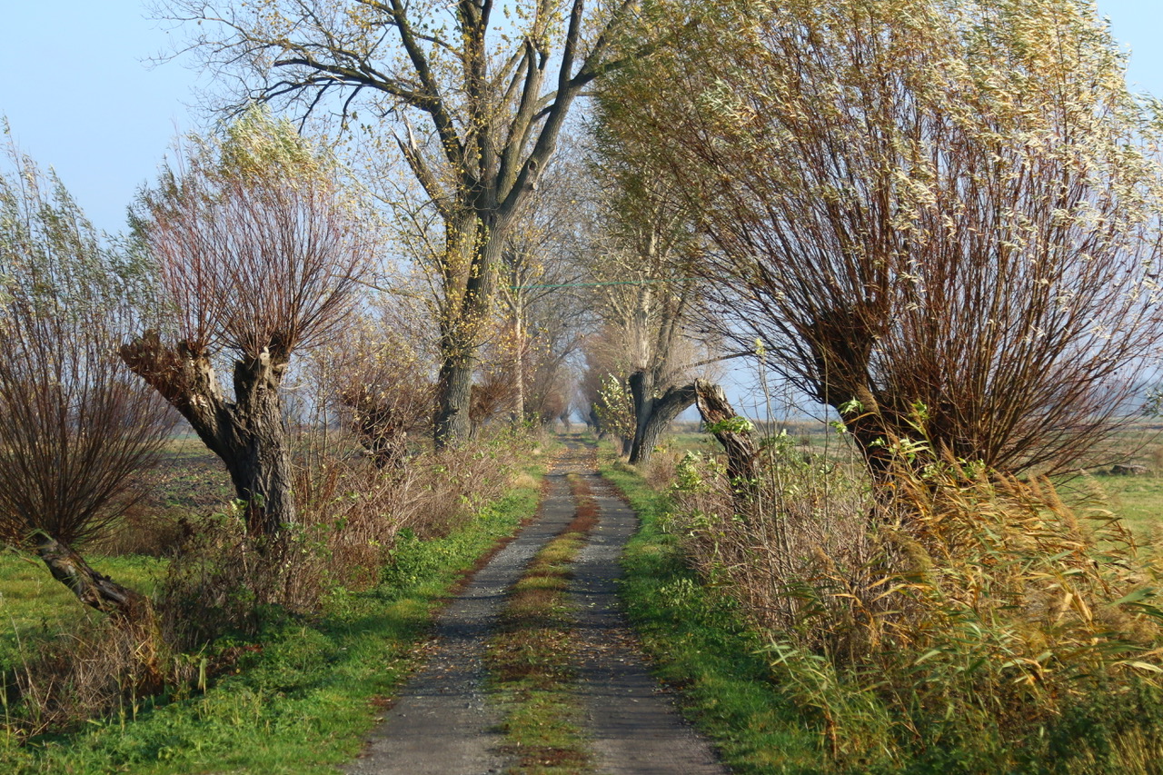 Żuławy - Jezioro