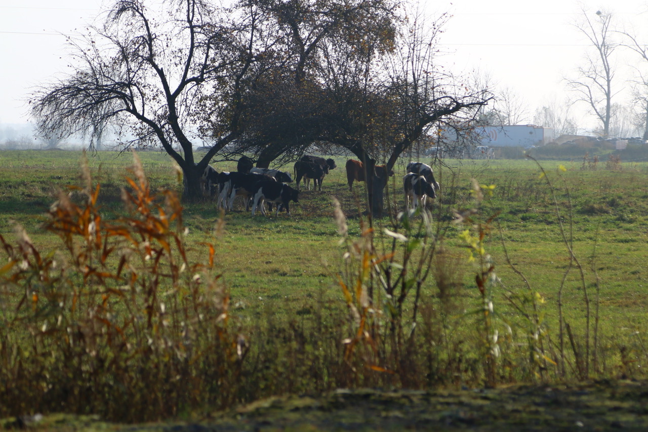 Żuławy - Jezioro